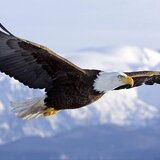 Caut femeie puternica, independenta, singura, ce vrea un copil